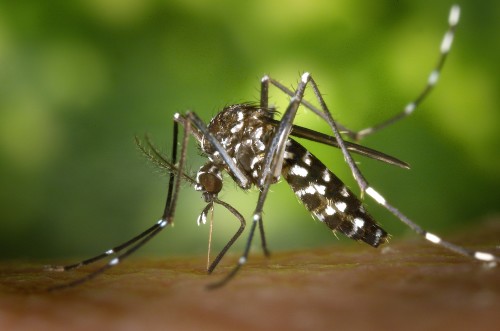 SALUD | PEDIDO DE INFORME | DENGUE