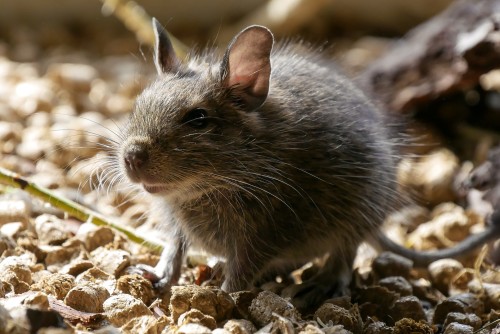 Campaña de Prevención por Hantavirus en Vicente López