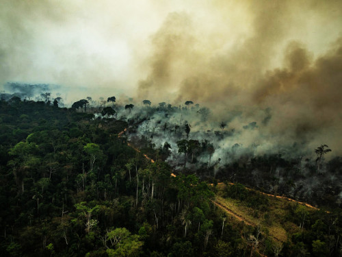#PLANTATE: AMAZONAS PARAÍSO ARRASADO