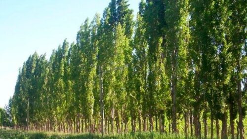 Creación de barreras forestales| Proyecto de ley