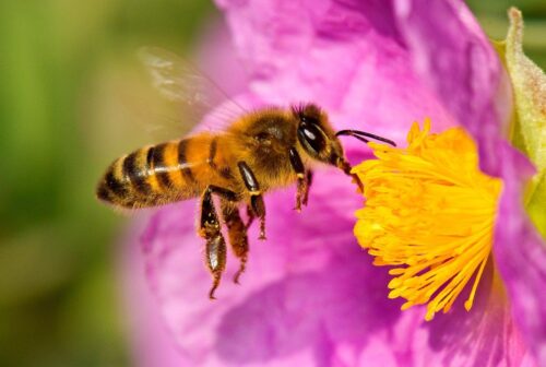 Protección de las abejas y promoción de la apicultura | Proyecto de ley