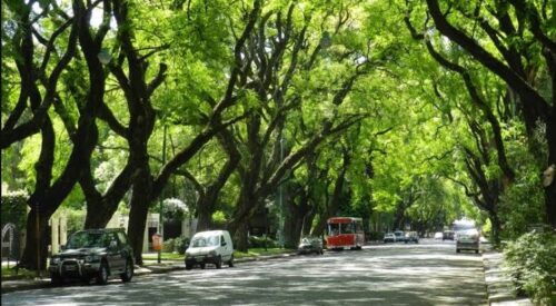 Modificación de la Ley 12.276 sobre Arbolado Público | Proyecto de ley