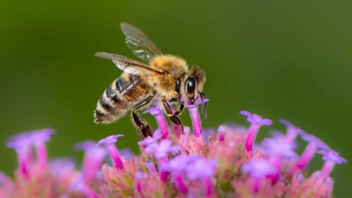 Protección y conservación de las abejas y fomento apícola | Proyecto de ley