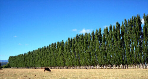 Creación de Barreras Forestales en Rutas de la Provincia de Buenos Aires | Proyecto de ley